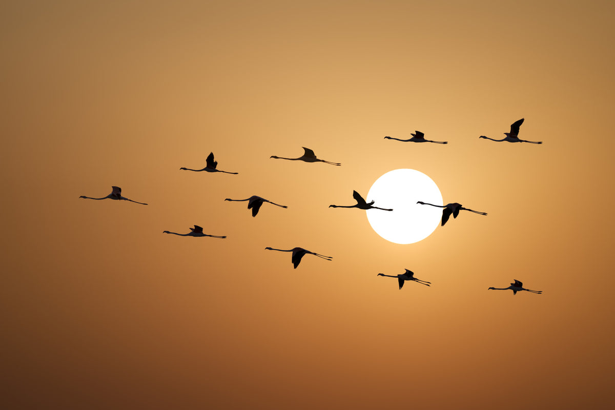 Golden Horizon Flock Wall Mural