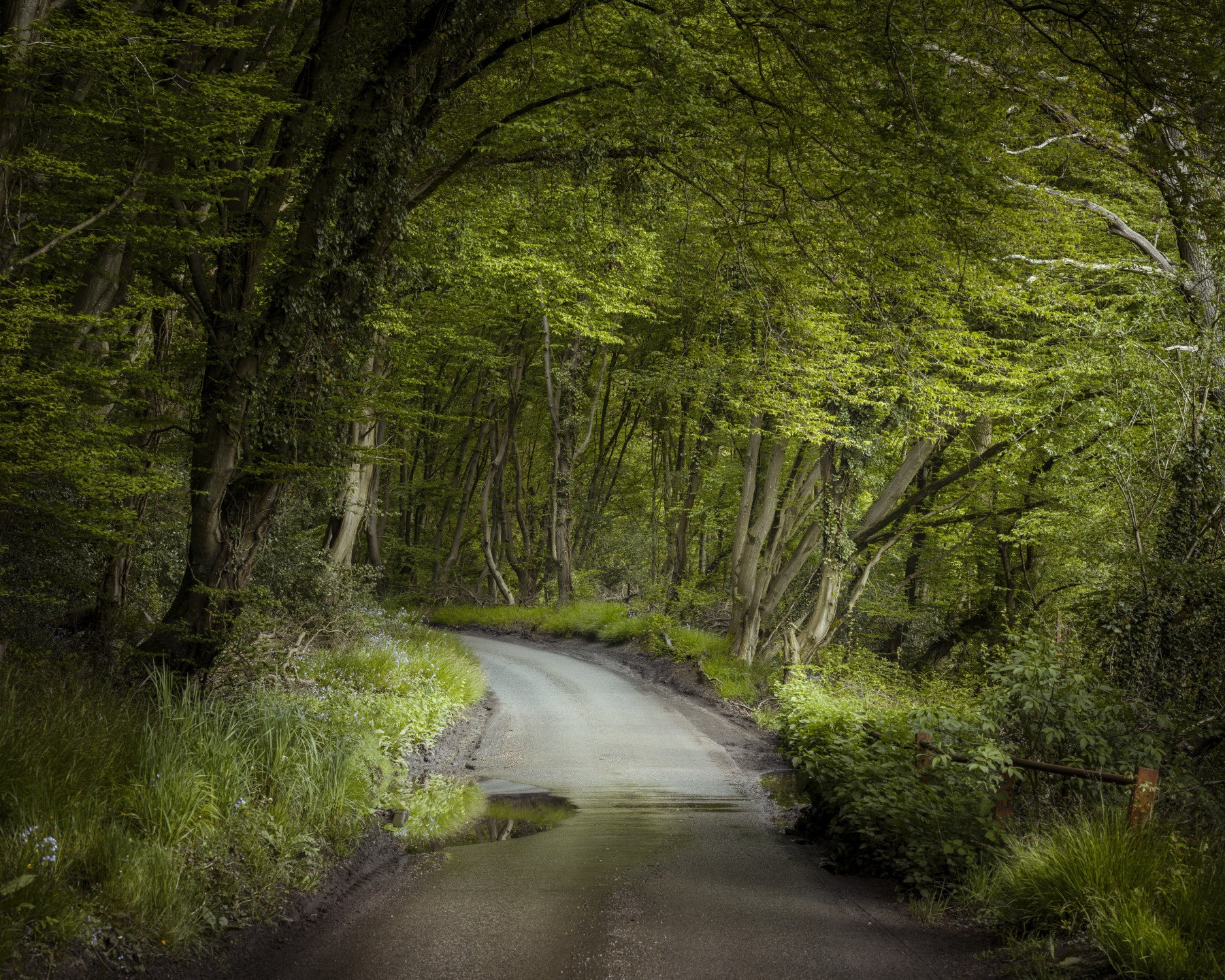 Woodland wall mural featuring sunlight through forest canopy