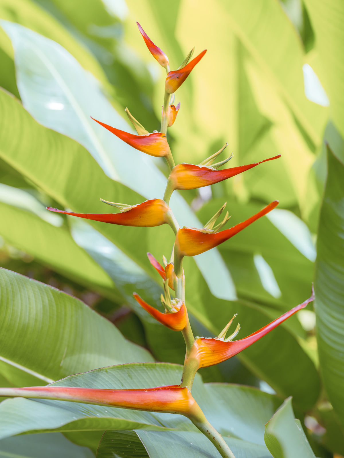 Heliconia's Fiery Bloom Wall Mural in your room — zoomed