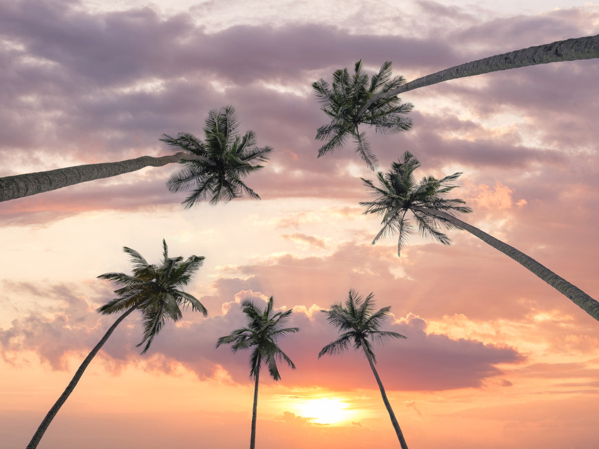 Sunset Palm Canopy Wall Mural in your room
