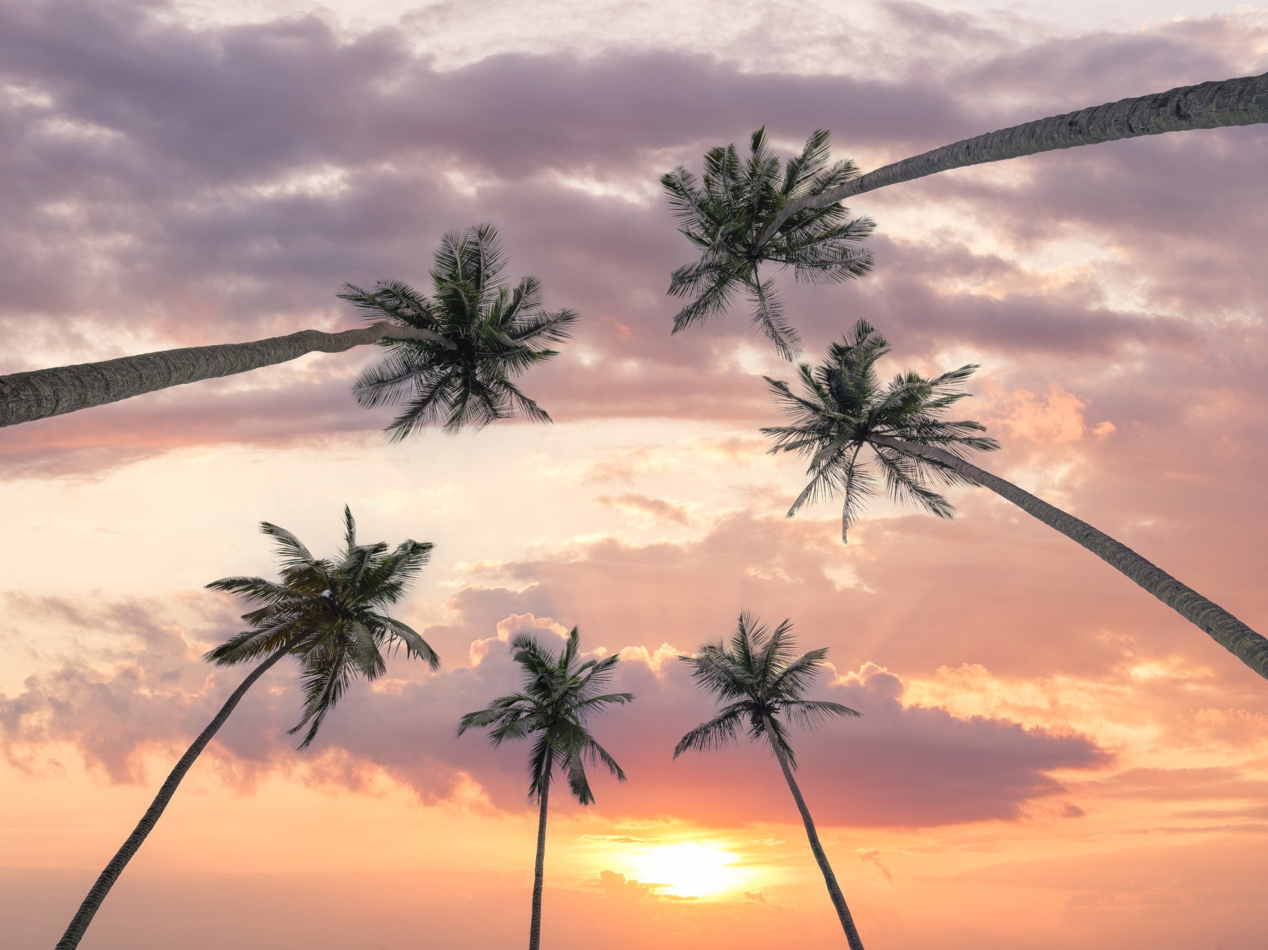 Sunset Palm Canopy Wall Mural