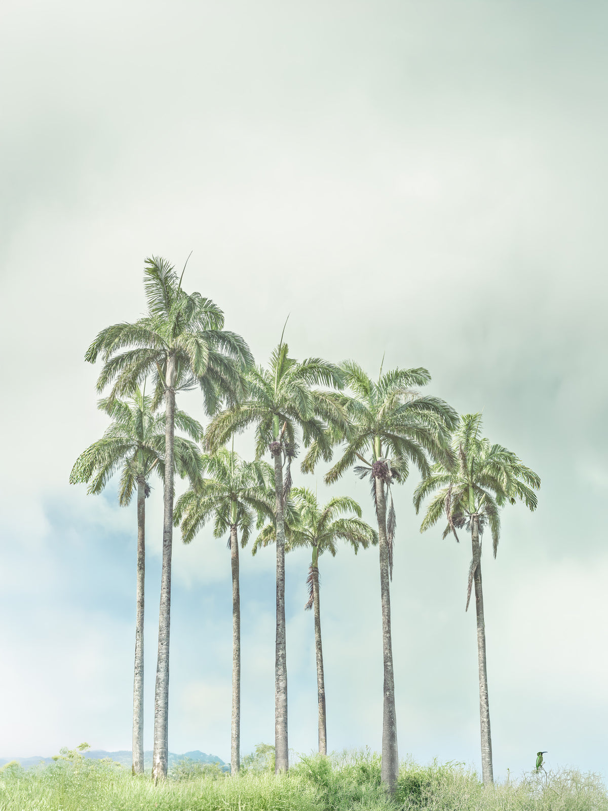 Serene Palm Horizon Wall Mural in your room