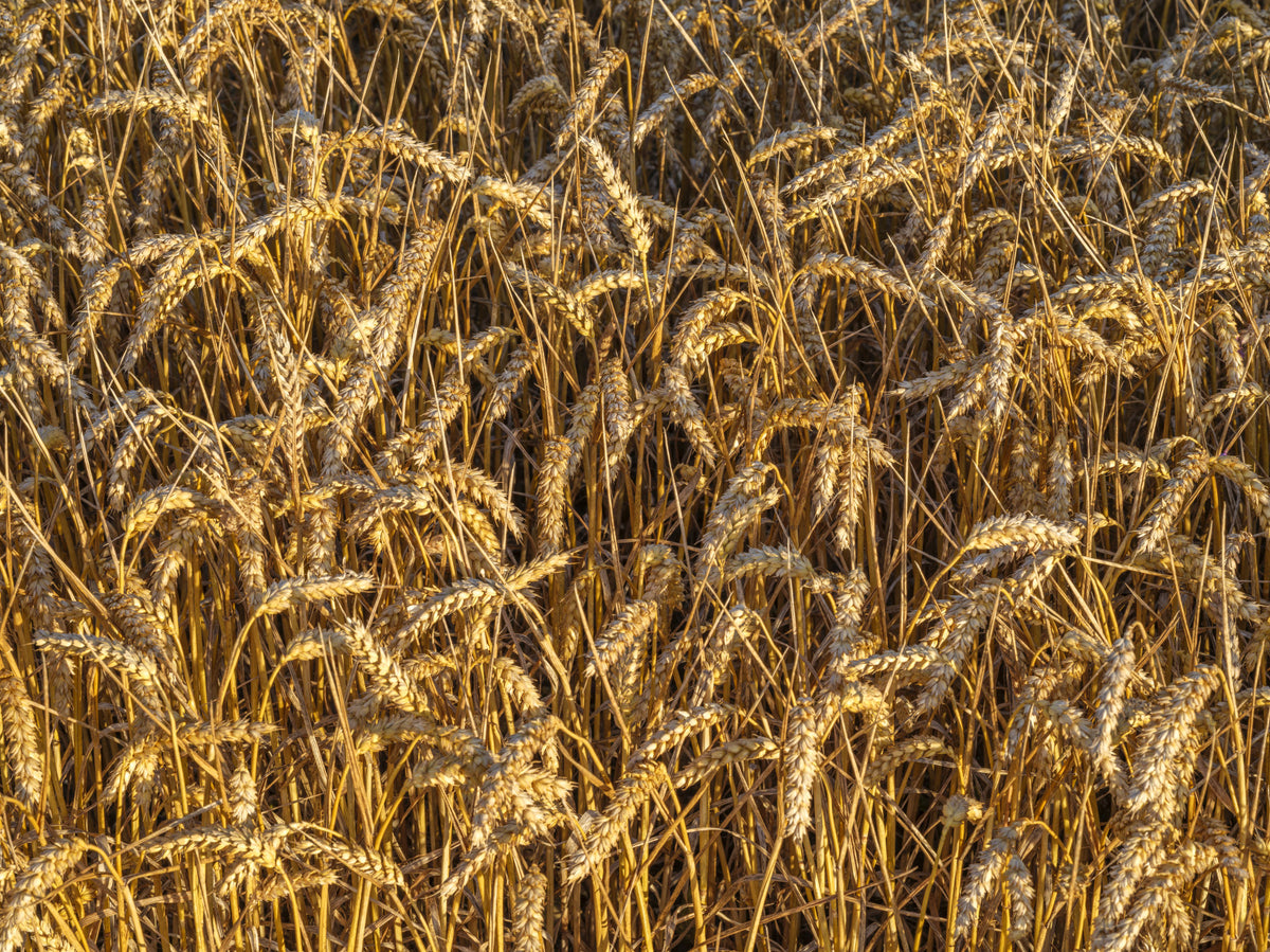 Golden Harvest Field Wall Mural in your room