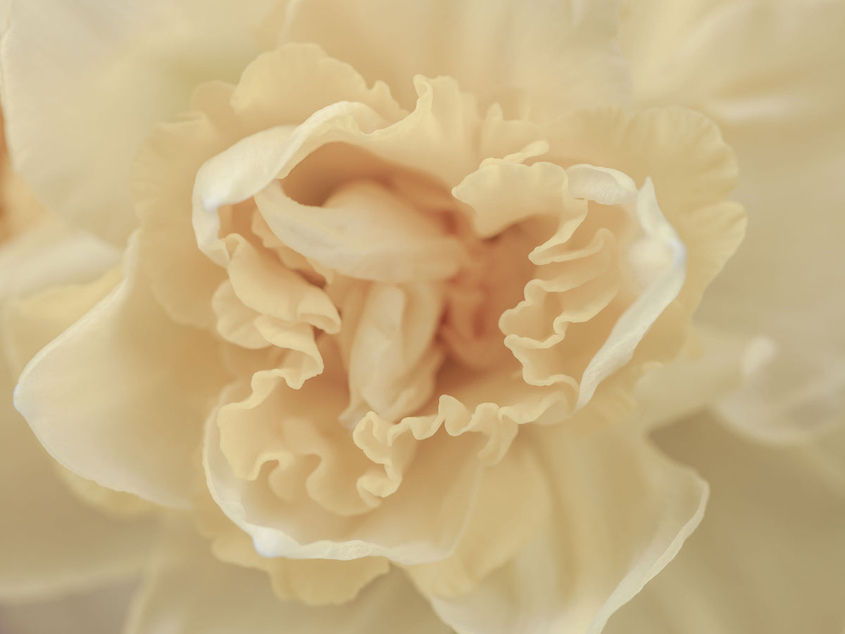 Soft Peach Ruffled Blooms Wall Mural in your room