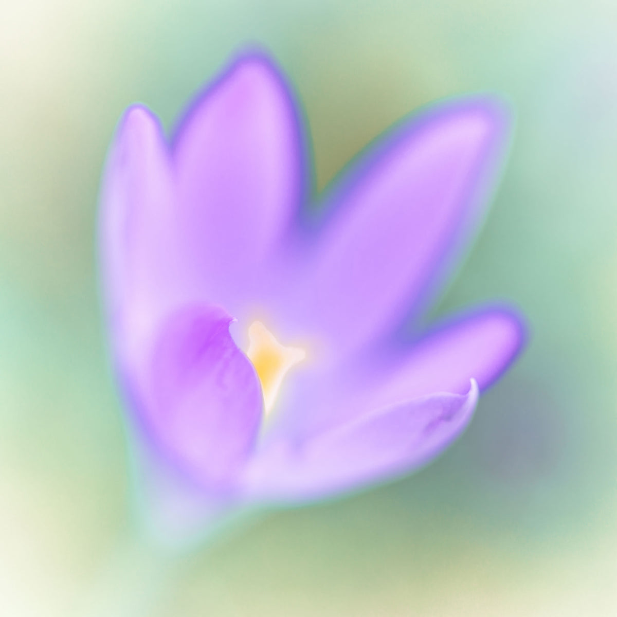 Ethereal Lavender Bloom Wall Mural in your room