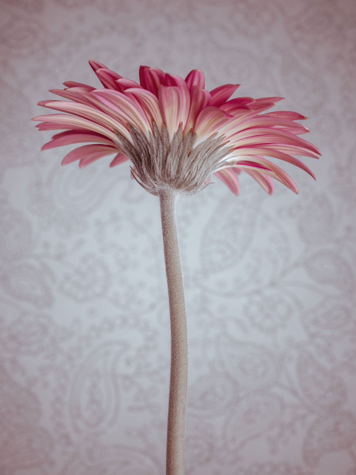 Elegant Pink Gerbera Bloom Wallpaper Wall Mural in your room