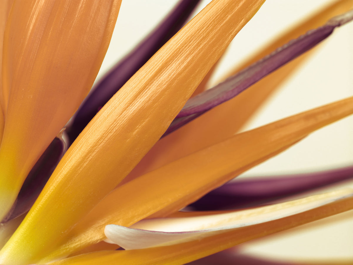 Vibrant Bird of Paradise Botanical Wall Mural in your room — zoomed