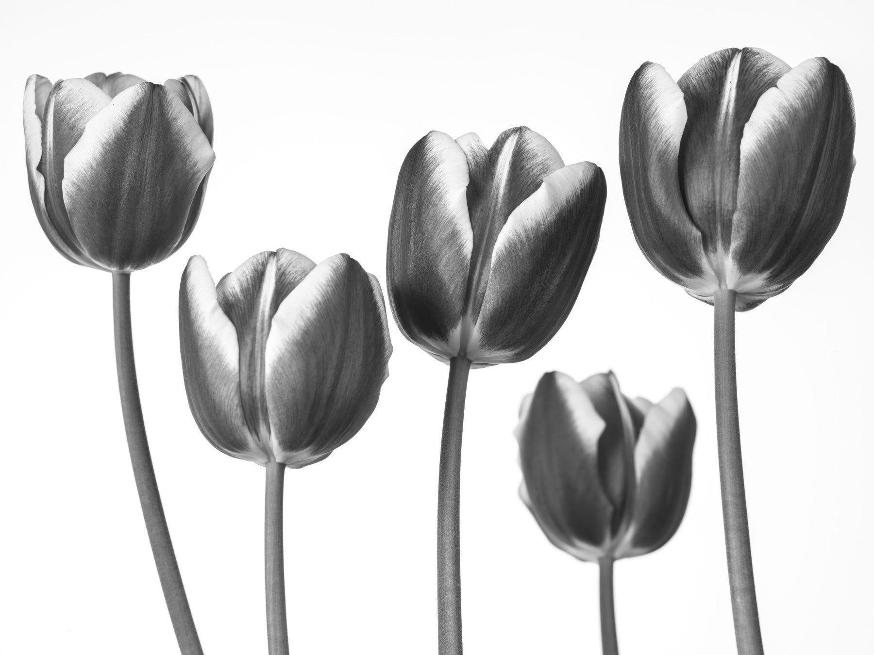 Elegant Monochrome Tulips Wallpaper Wall Mural