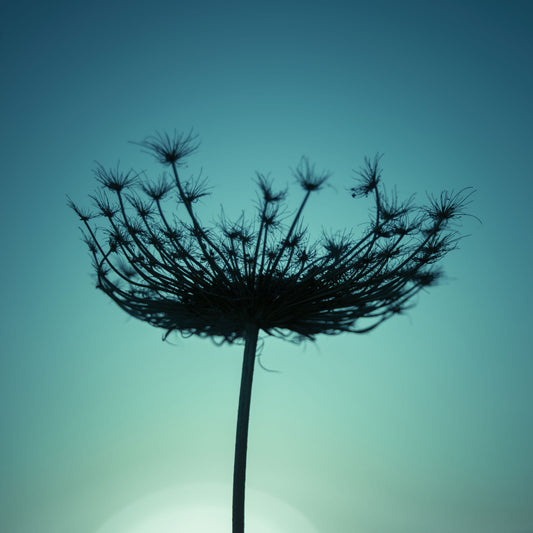 Teal Wildflower Silhouette Wall Mural