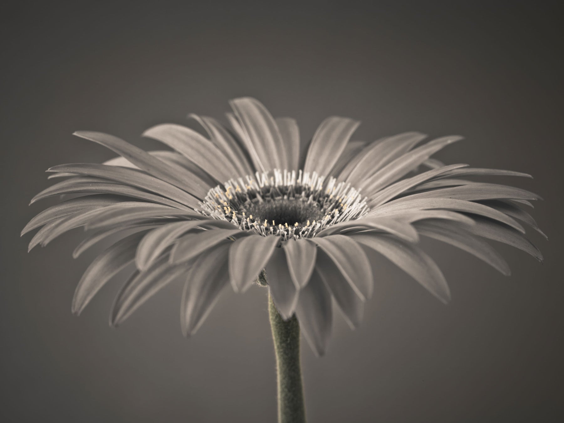 Serene Sepia Gerbera Daisy Macro Wall Mural