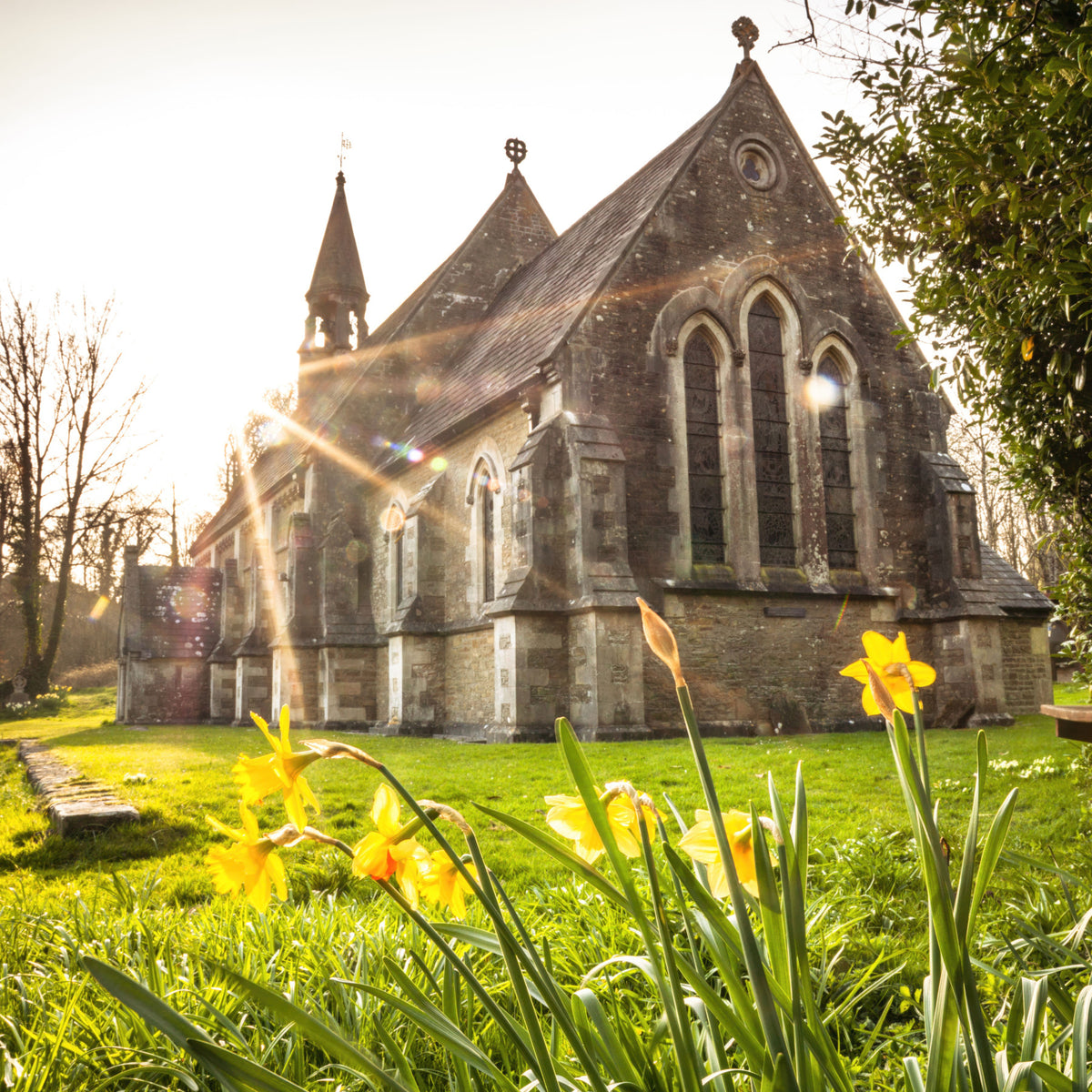 Sunlit Country Church with Spring Daffodils Wall Mural in your room