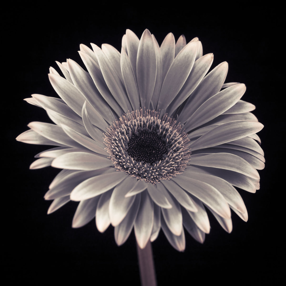 Petals of the Midnight Gerbera Wall Mural in your room