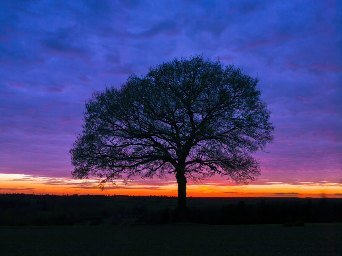 Solitary Oak at Twilight Wall Mural in your room