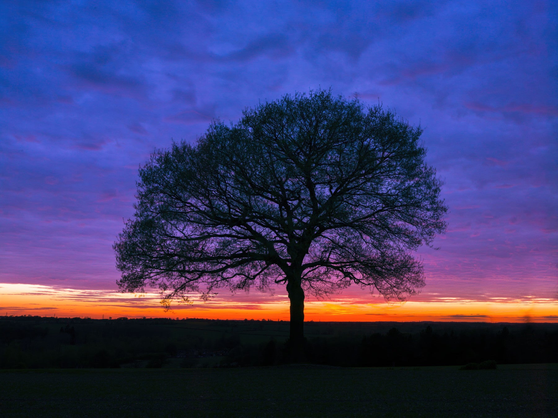 Solitary Oak at Twilight Wall Mural