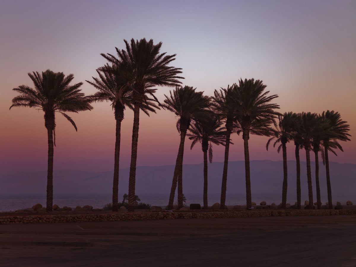 Dusk Palm Silhouettes Over Twilight Sea Wall Mural in your room