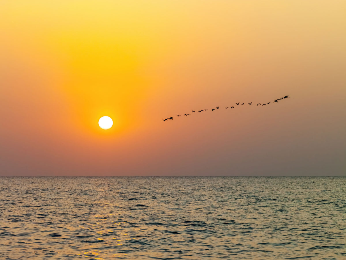 Golden Sea Horizon and Migrating Birds Wall Mural in your room