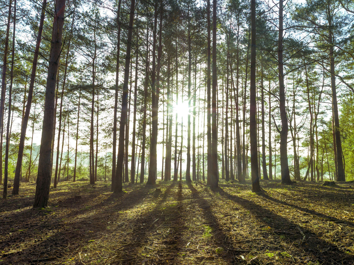 Sunlit Pine Forest Morning Wall Mural