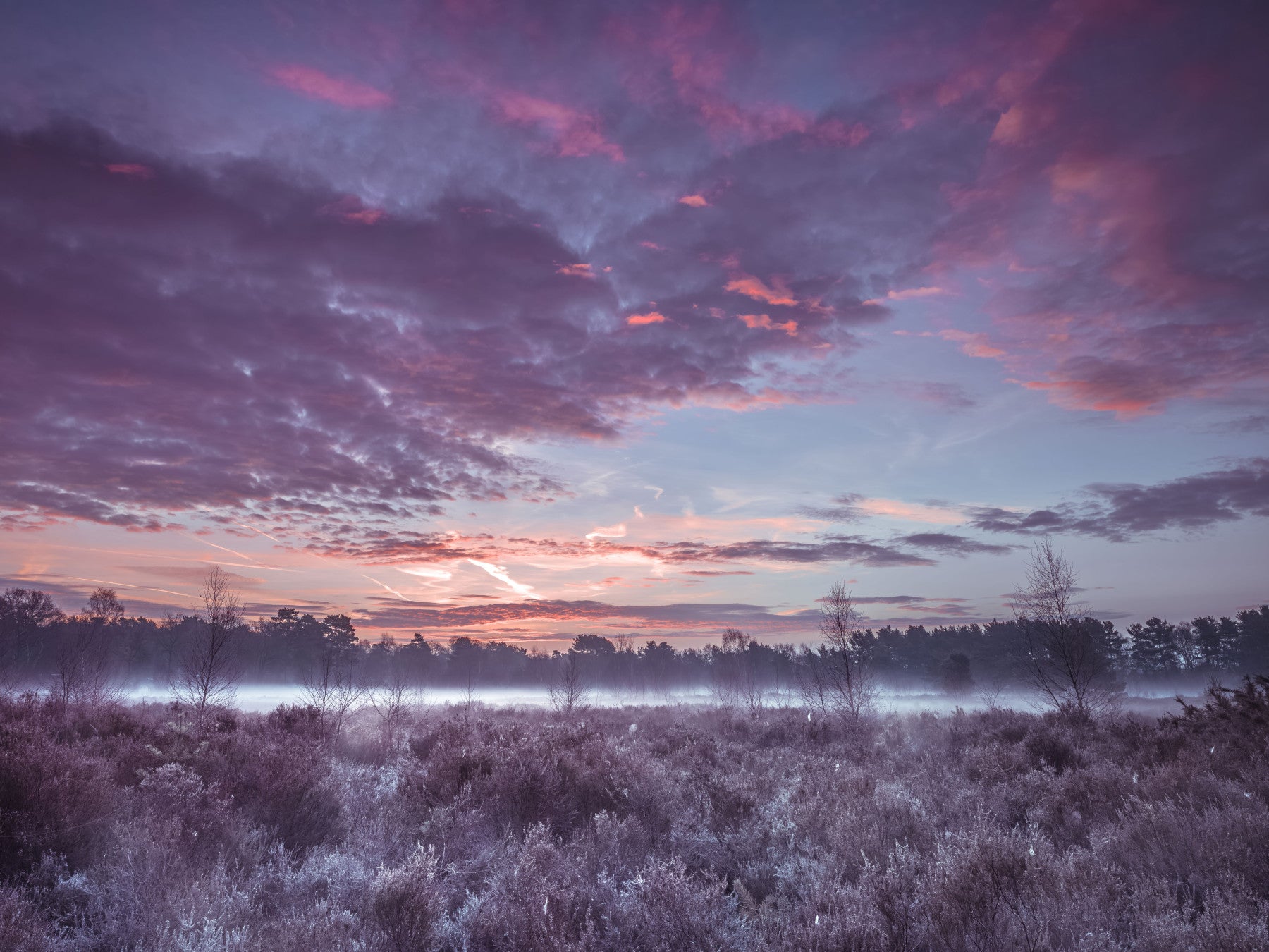 Violet Twilight Frost Meadow Wall Mural