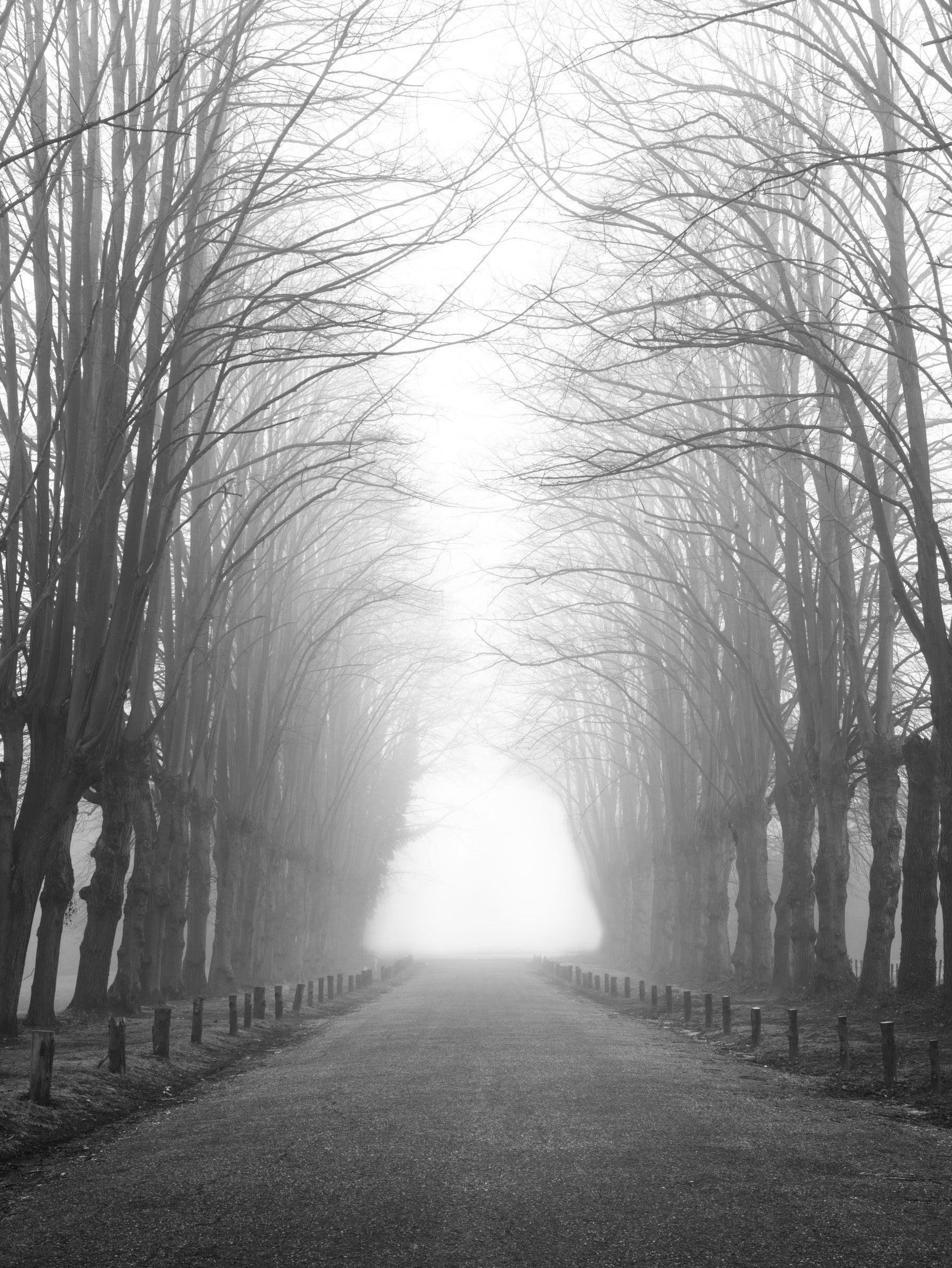 Winter Path of Whispering Trees Wall Mural