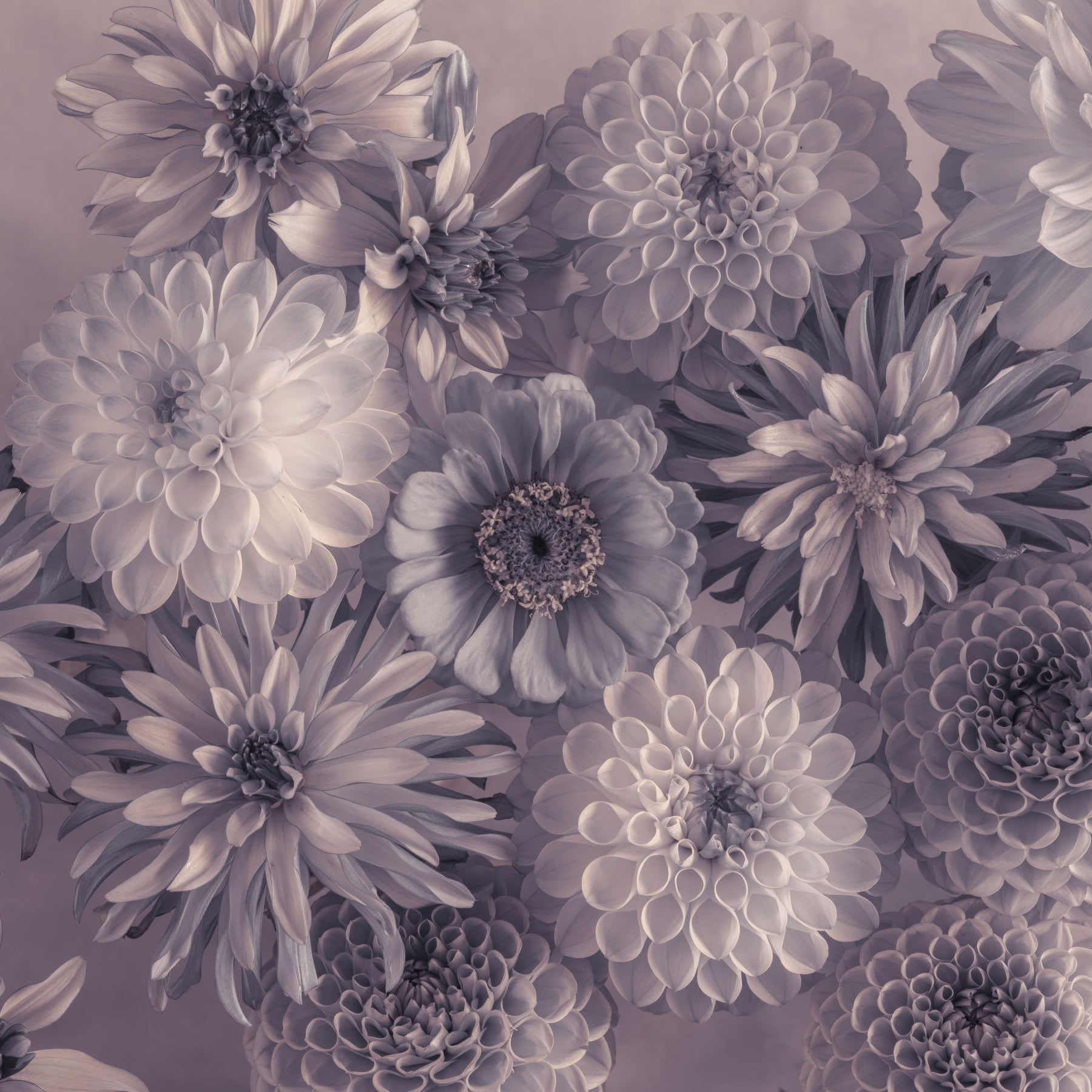 Smoky Lavender Botanical Bouquet Wall Mural