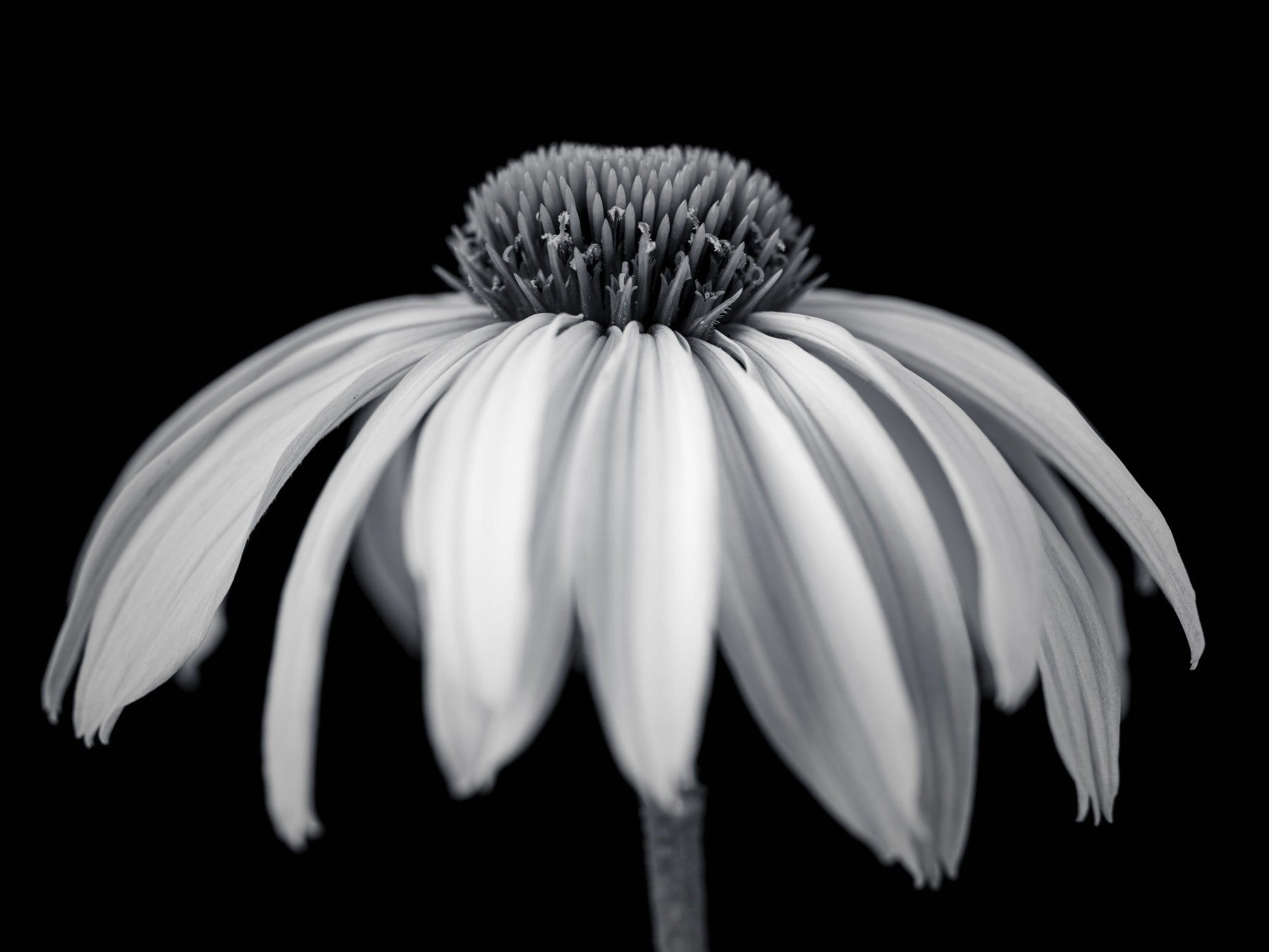 Monochrome Echinacea Bloom Wall Mural in your room — zoomed