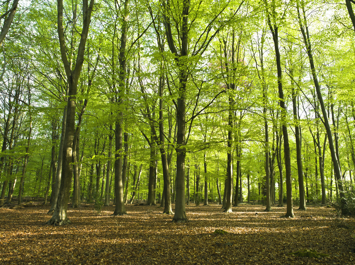 Sunlit Spring Beech Grove Wall Mural in your room — zoomed