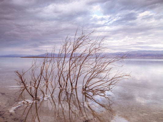Misty Shoreline Reflection Wall Mural