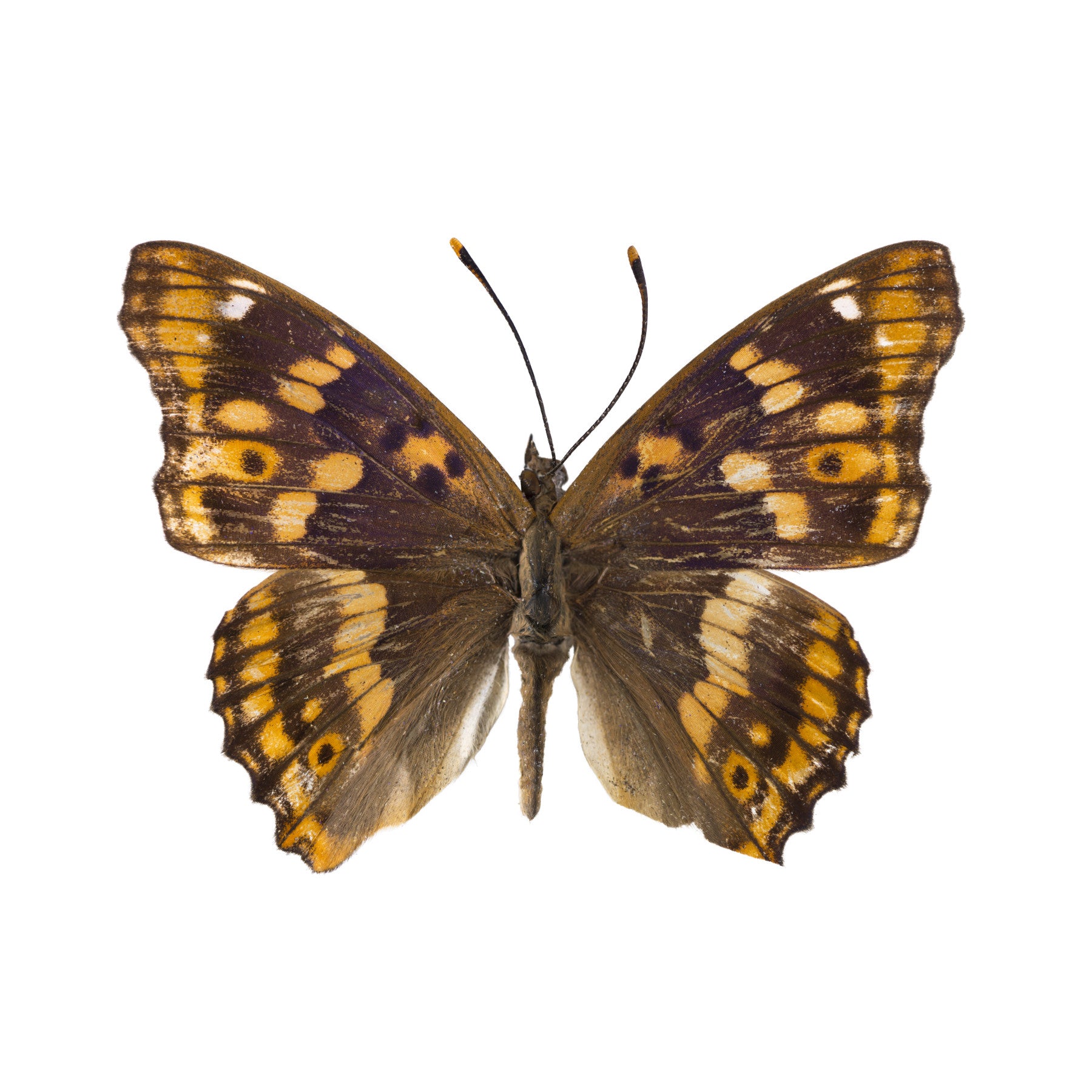 Amber Winged Monarch Wall Mural