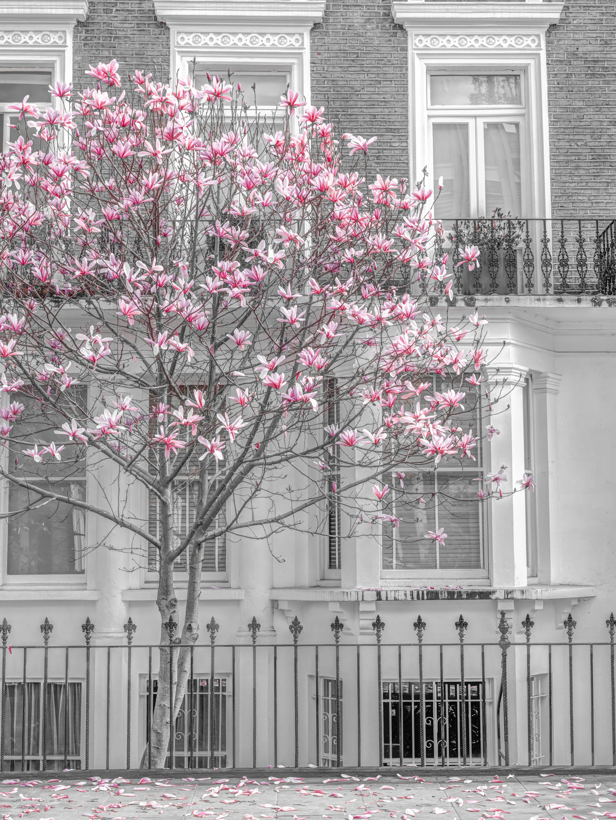 Spring Magnolia Urban Bloom Wall Mural in your room — zoomed