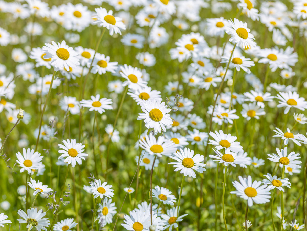 Sunlit Daisy Meadow Wall Mural in your room