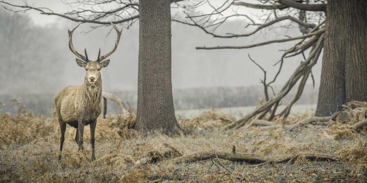 Majestic Woodland Stag in Misty Forest Wall Mural in your room