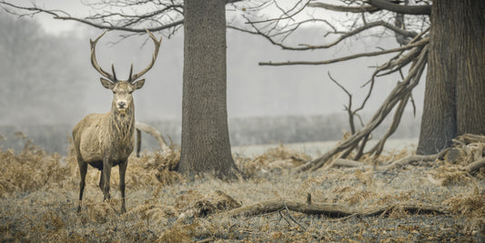 Majestic Woodland Stag in Misty Forest Wall Mural