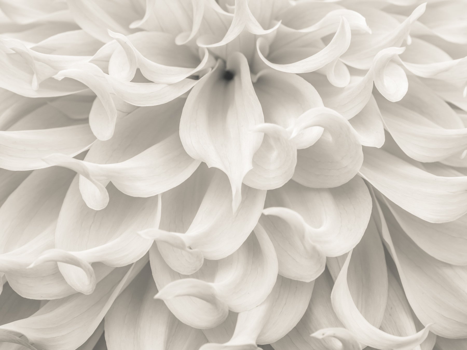 Cream Petal Macro Flow Wall Mural