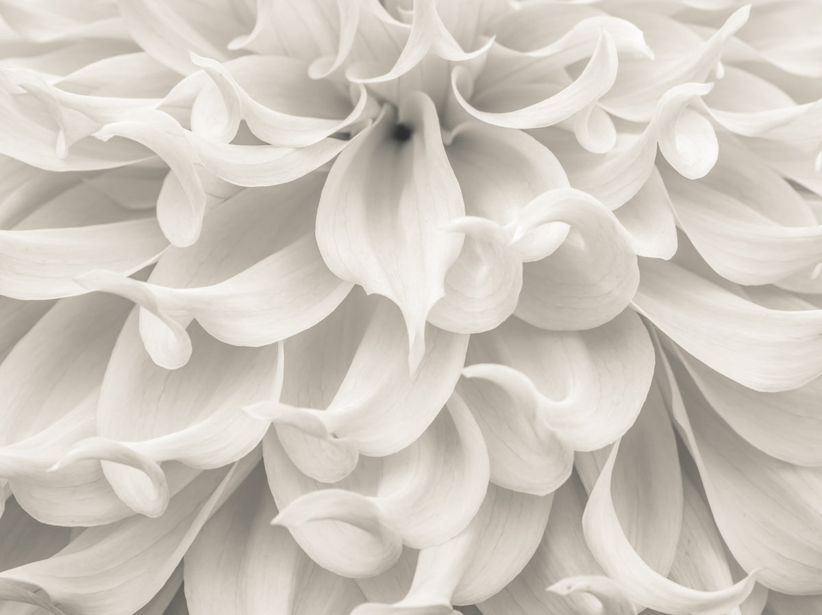 Cream Petal Macro Flow Wall Mural in your room — zoomed