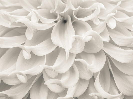 Cream Petal Macro Flow Wall Mural