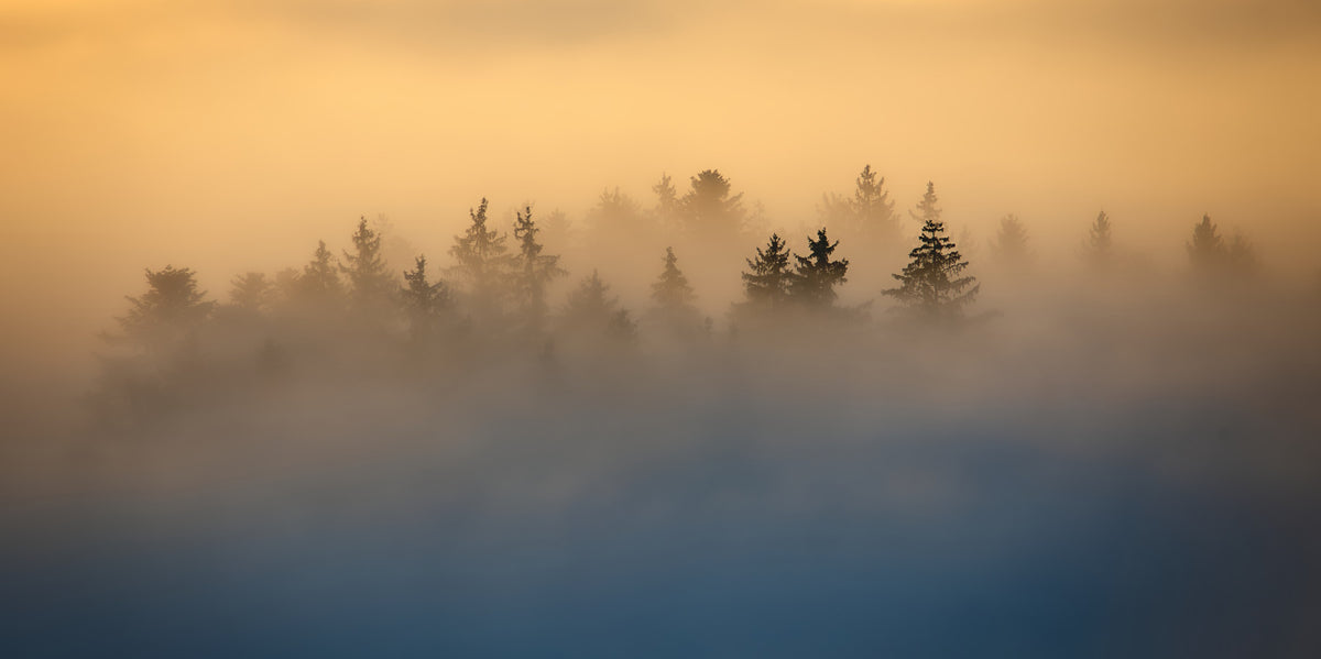 Golden Haze Pine Tree Landscape Wall Mural in your room — zoomed