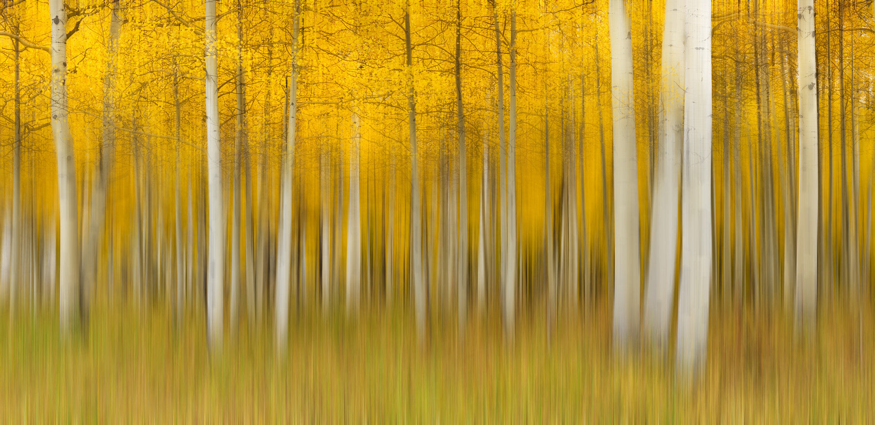 Golden Aspen Forest Motion Wall Mural