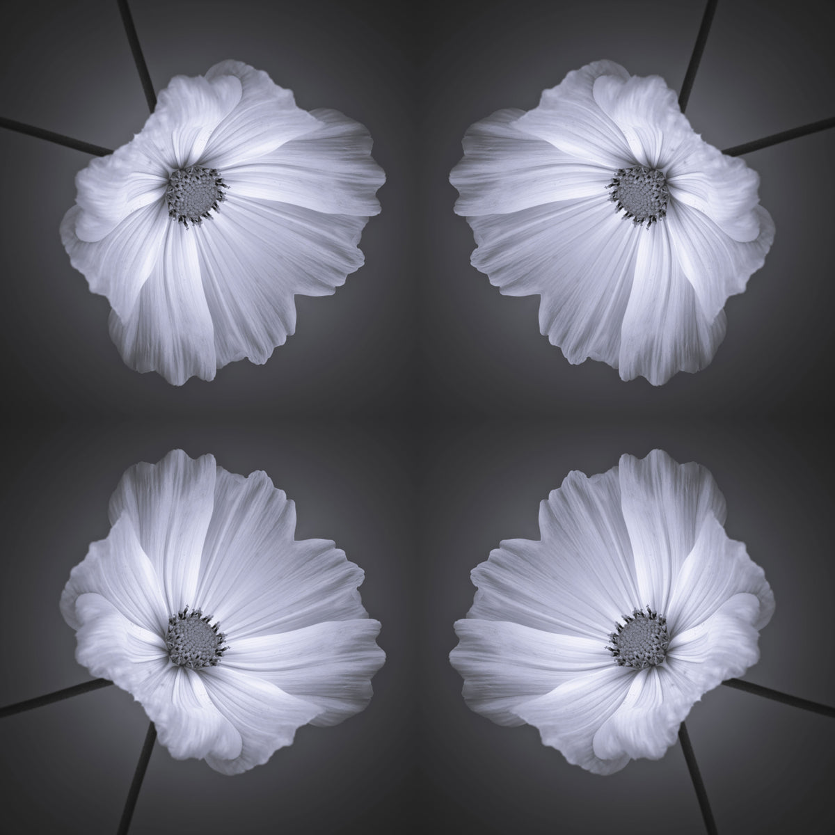 Monochrome Botanical Symmetry Wallpaper⁠ in your room