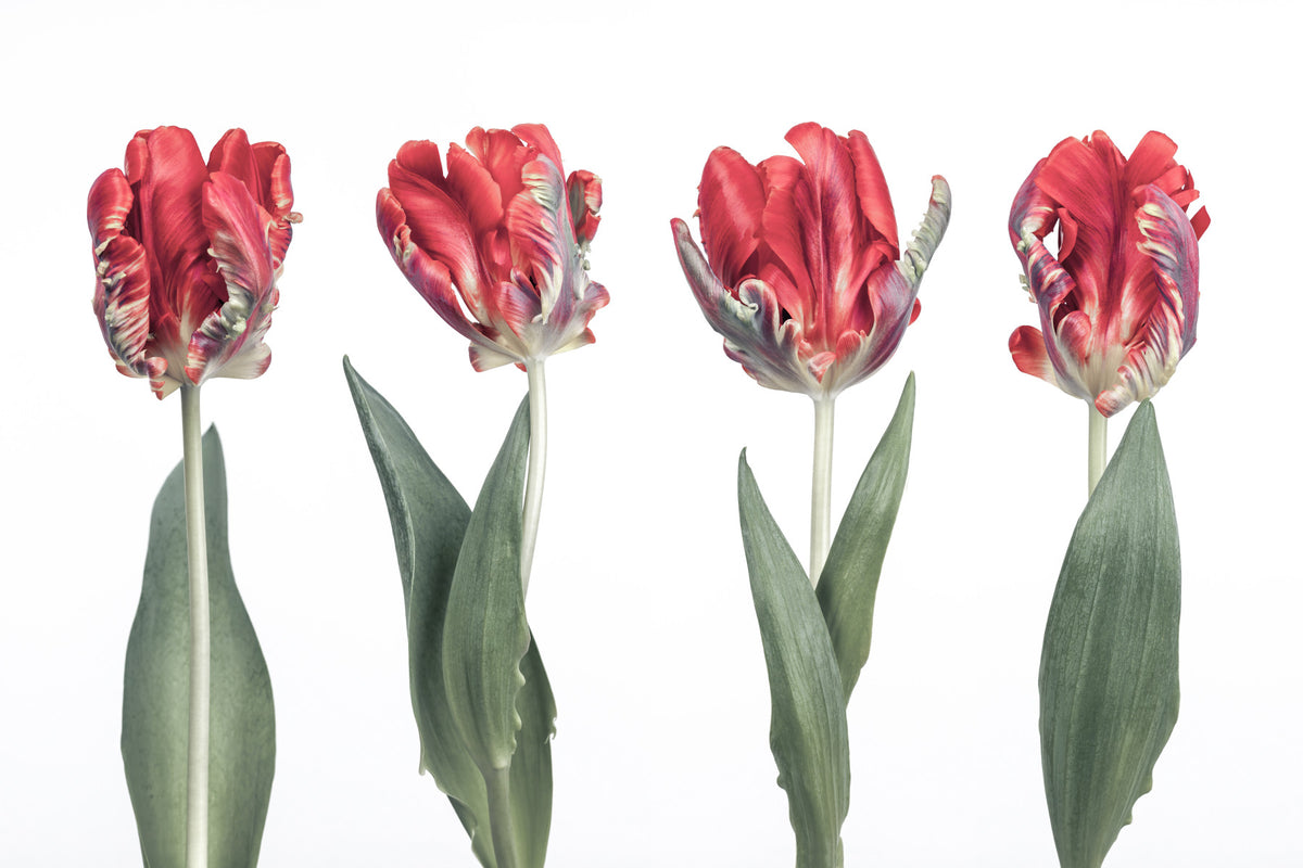 Crimson Parrot Tulip Study Wall Mural in your room