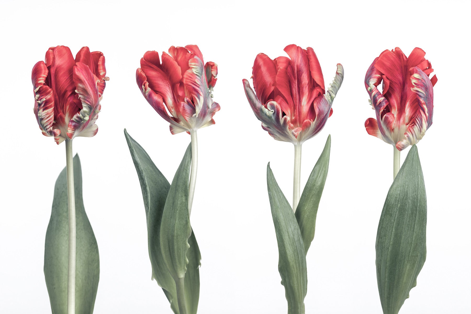 Crimson Parrot Tulip Study Wall Mural in your room — zoomed