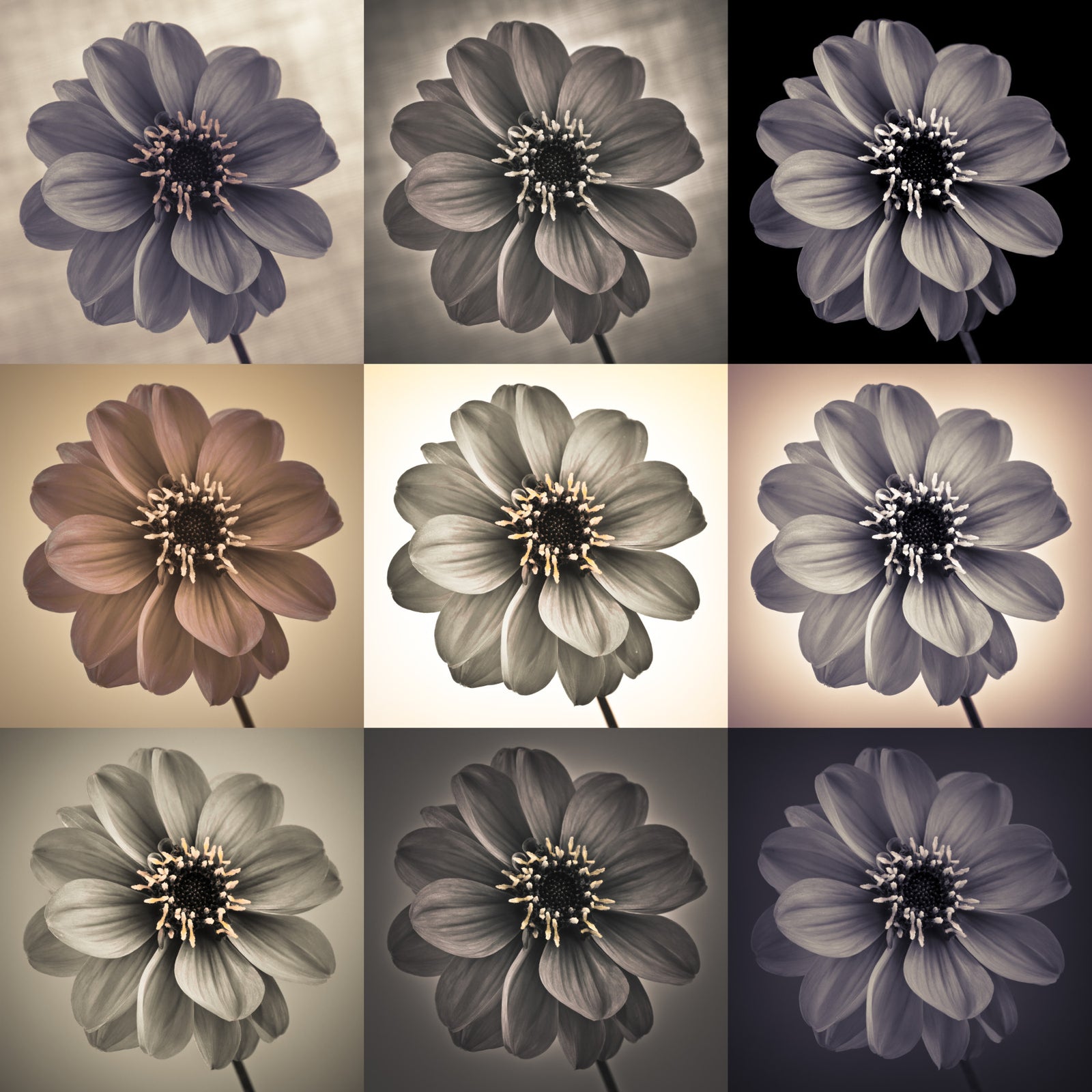 Vintage Botanical Dalia Grid Wall Mural in your room