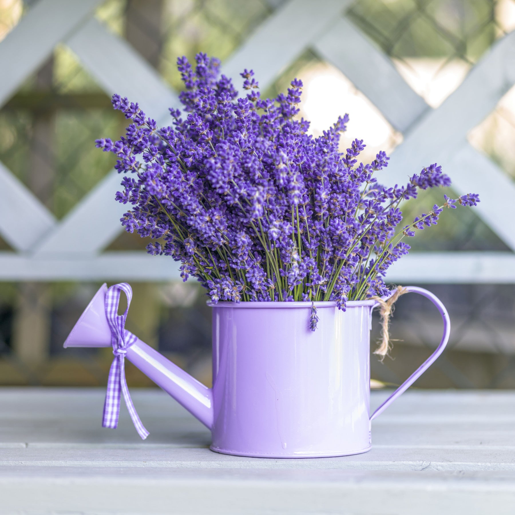 Purple Lavender Watering Can Garden Wall Mural in your room — zoomed