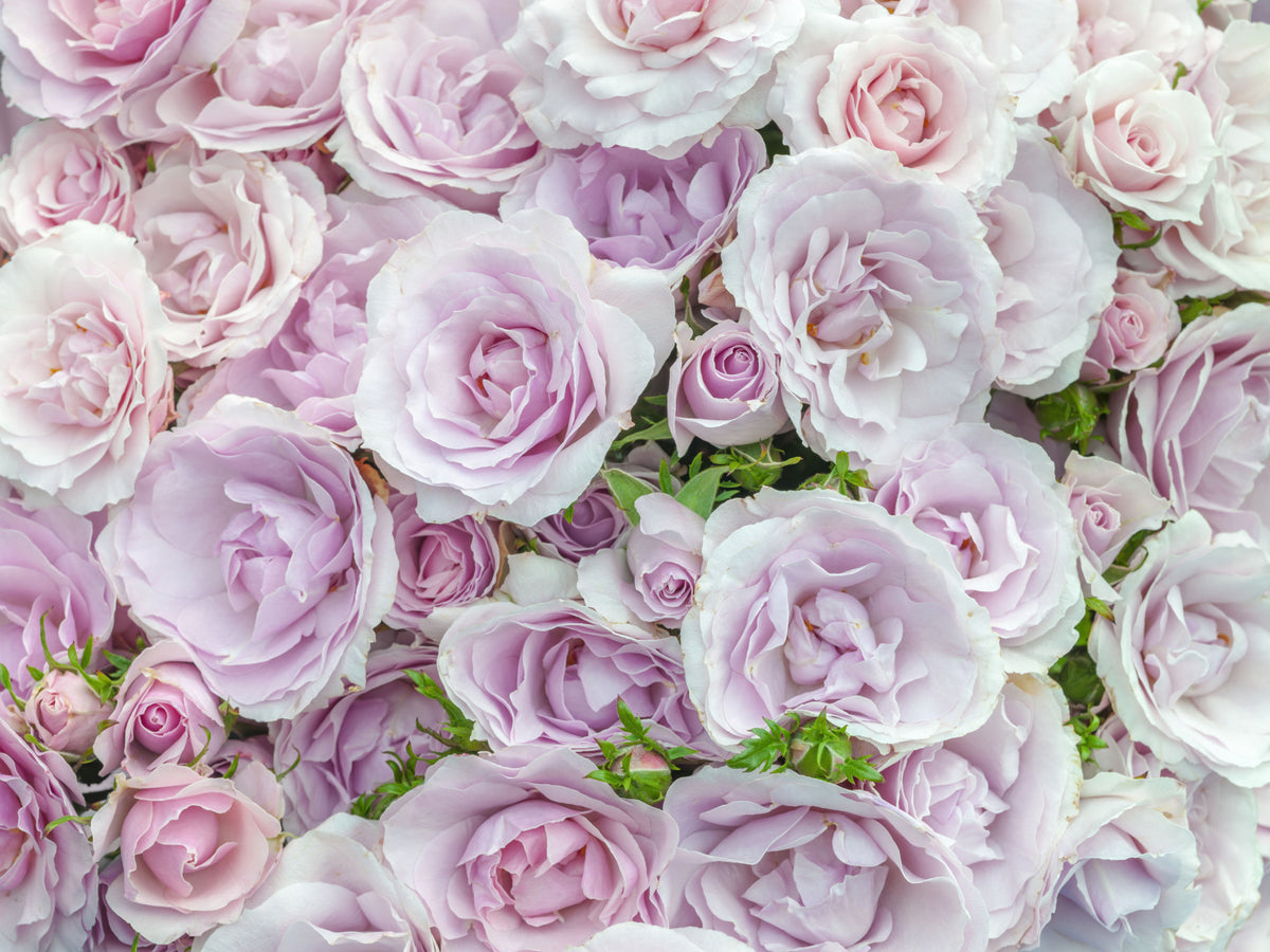 Soft Blush Rose Garden Wall Mural in your room — zoomed