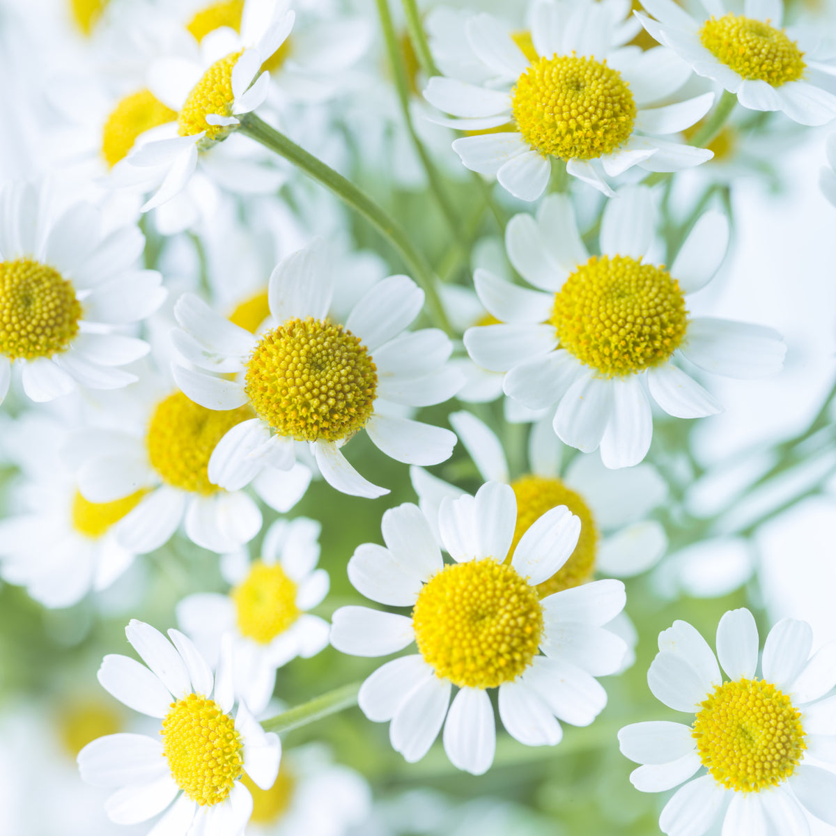 Spring Meadow Bloom Wall Mural in your room — zoomed