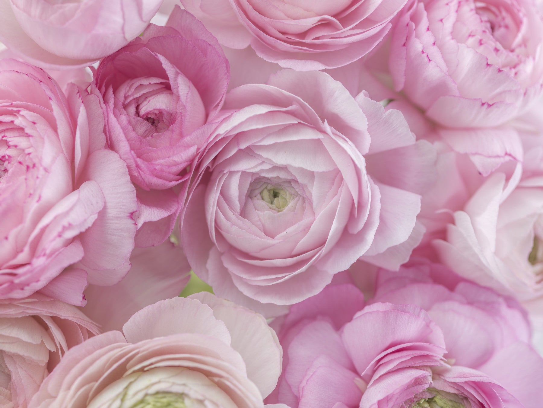 Soft Pink Ranunculus Bloom Wall Mural