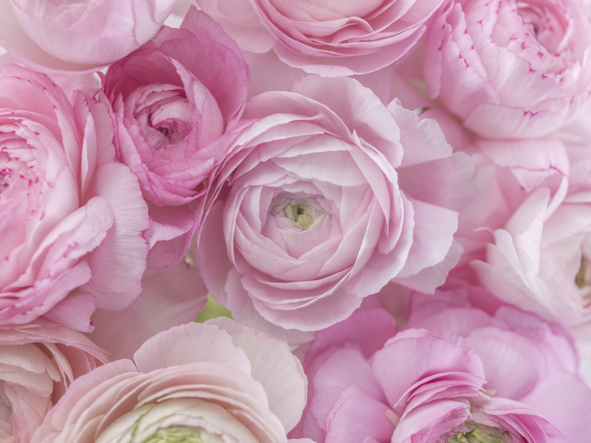 Soft Pink Ranunculus Bloom Wall Mural in your room — zoomed