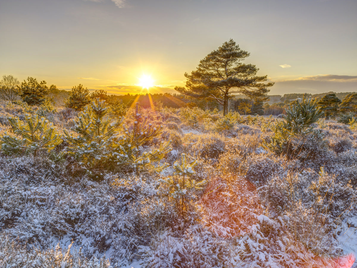 Frosty Morning Woodland Glow Wall Mural in your room