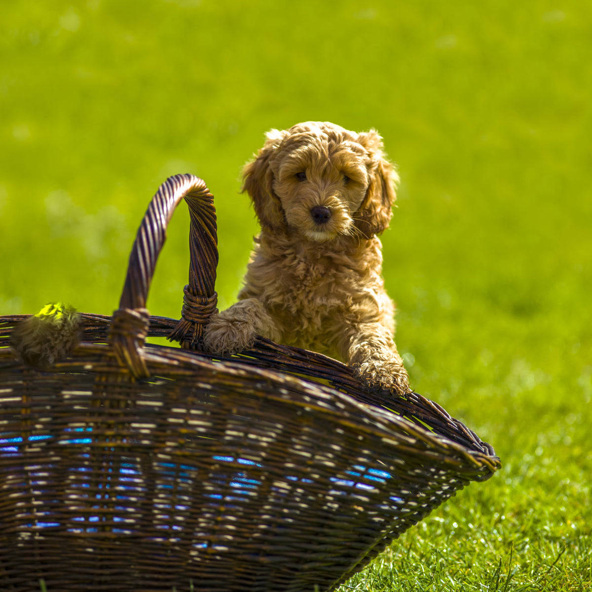 Playful Golden Puppy Portrait Wall Mural in your room — zoomed