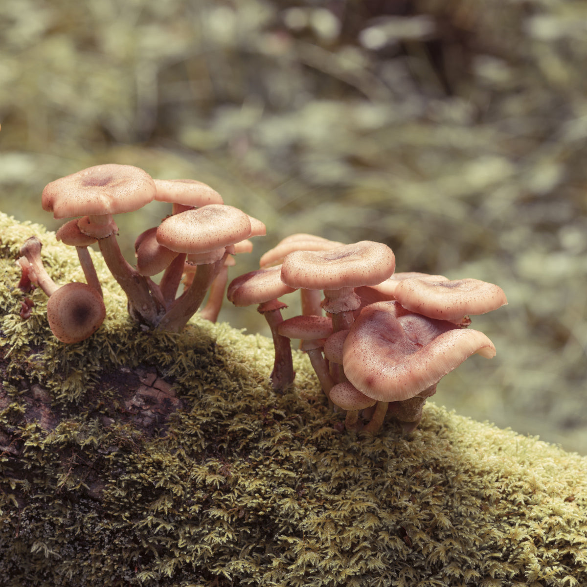 Woodland Fungi Soft Focus Botanical Wall Mural in your room — zoomed