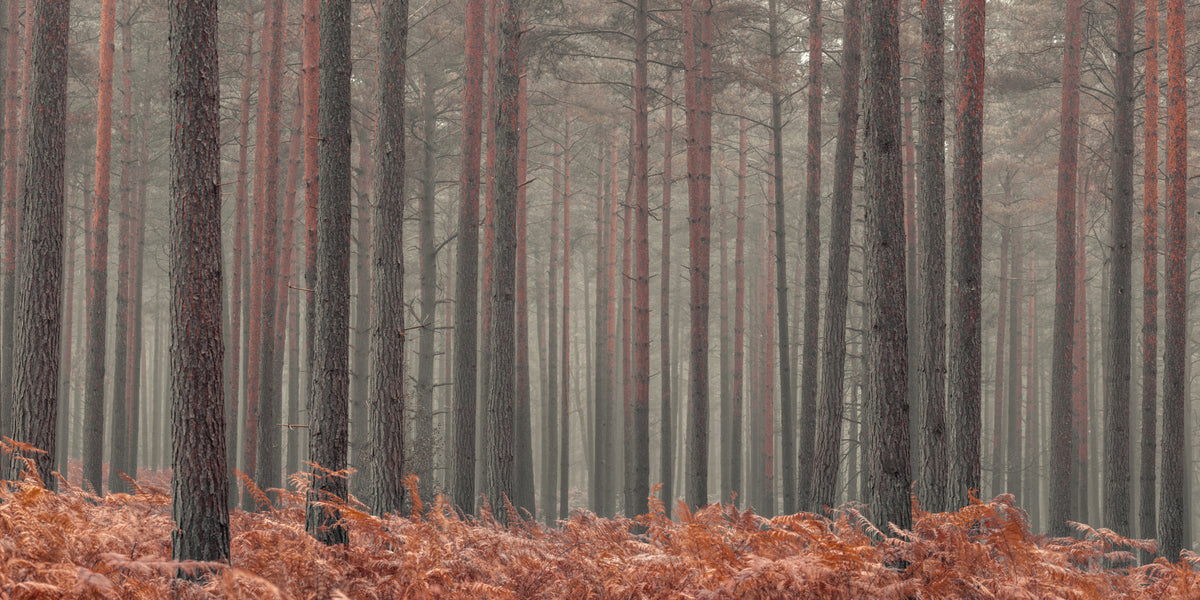 Rustic Autumn Grove Wall Mural in your room